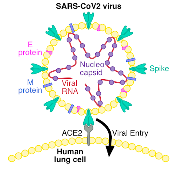 Where are we at with developing a vaccine for coronavirus?