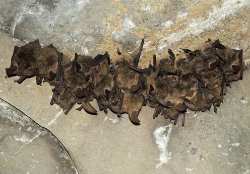 Jangan Salahkan Kelelawar Atas Merebaknya Coronavirus Jangan Salahkan Kelelawar Atas Merebaknya Coronavirus