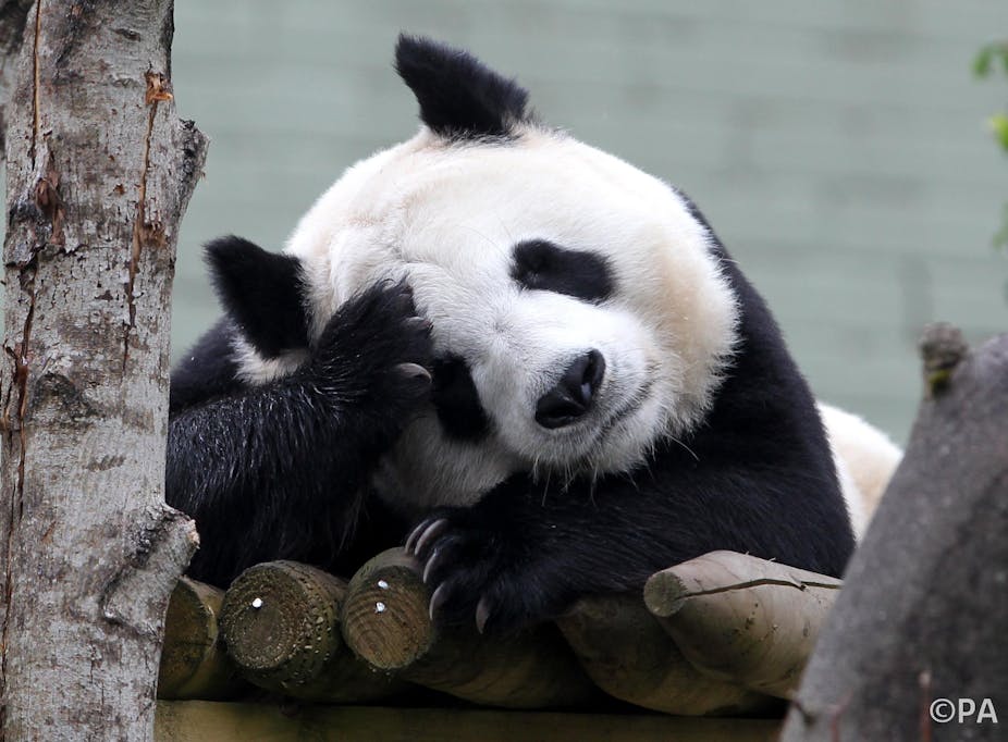 Panda Breeding In Captivity