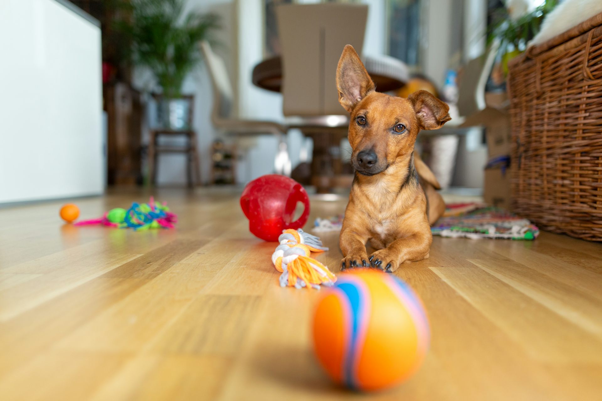 best toys to keep dogs entertained
