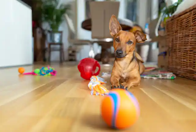 How to Stop Dogs from Urinating on Furniture: Effective Tips That Work