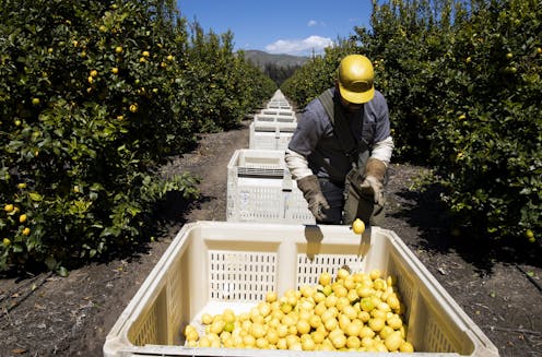 How coronavirus threatens the seasonal farmworkers at the heart of the American food supply