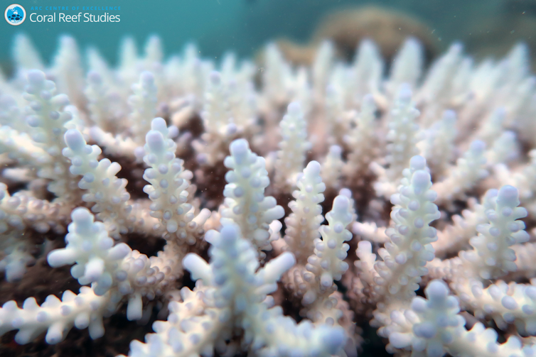 We just spent two weeks surveying the Great Barrier Reef. What we saw was an utter tragedy