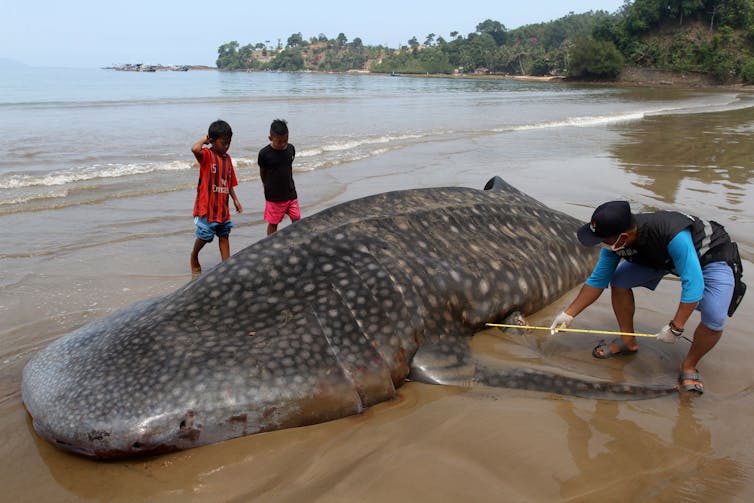 how the Cold War is helping the biggest fish in the sea