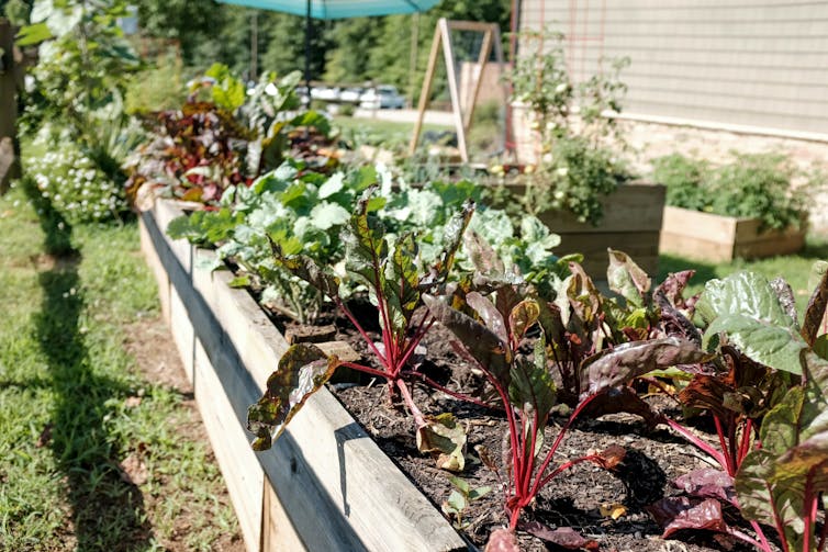 Great time to try: starting a vegetable garden