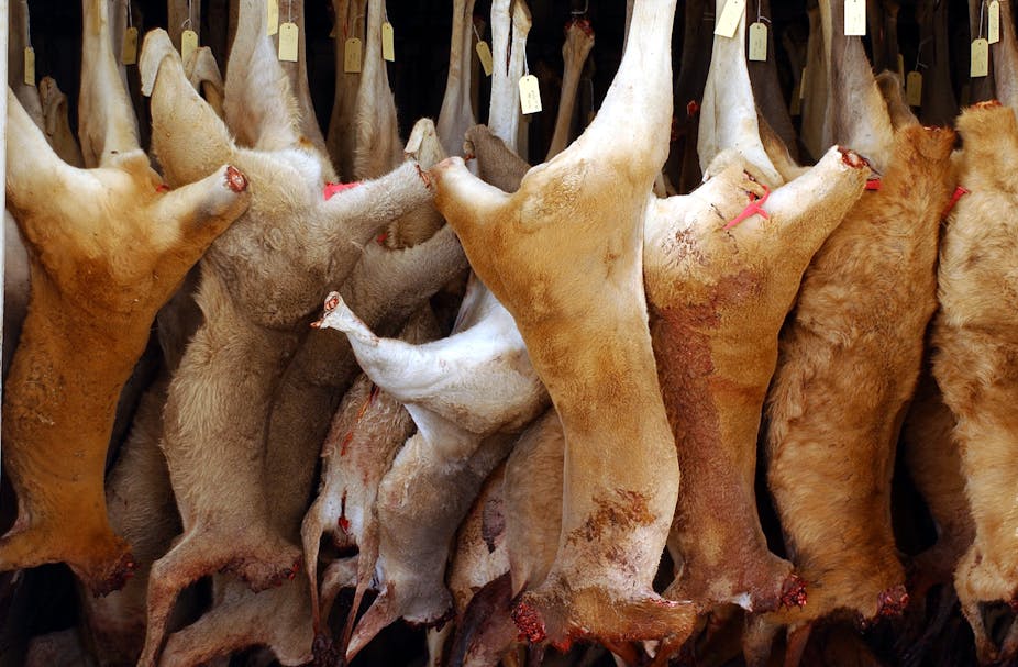 Food Fight Aboriginal Elders Take On The Kangaroo Industry