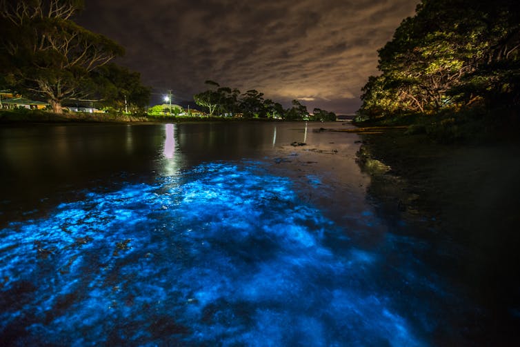 Sparkling dolphins swim off our coast, but humans are threatening these natural light shows