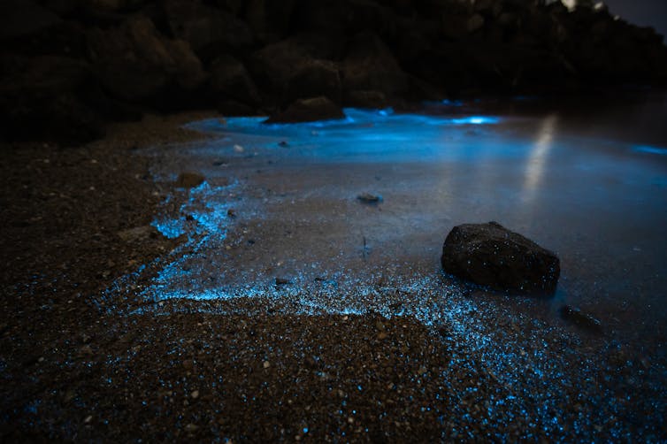 Sparkling dolphins swim off our coast, but humans are threatening these natural light shows