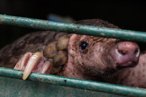 Murcielagos Y Pangolines El Coronavirus Es Una Zoonosis No Un Producto De Laboratorio