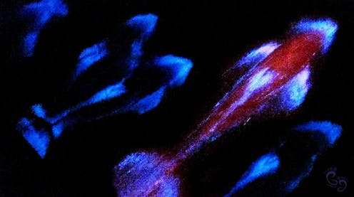 Sparkling dolphins swim off our coast, but humans are threatening these natural light shows