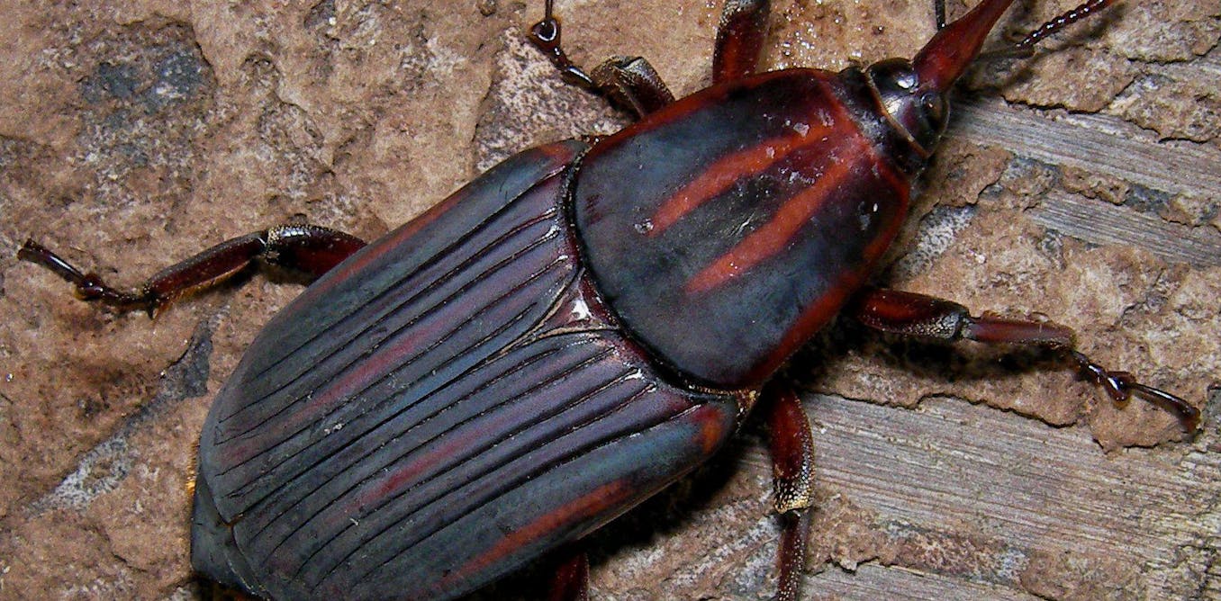 Insects are key for food security in a growing world Biology Diagrams