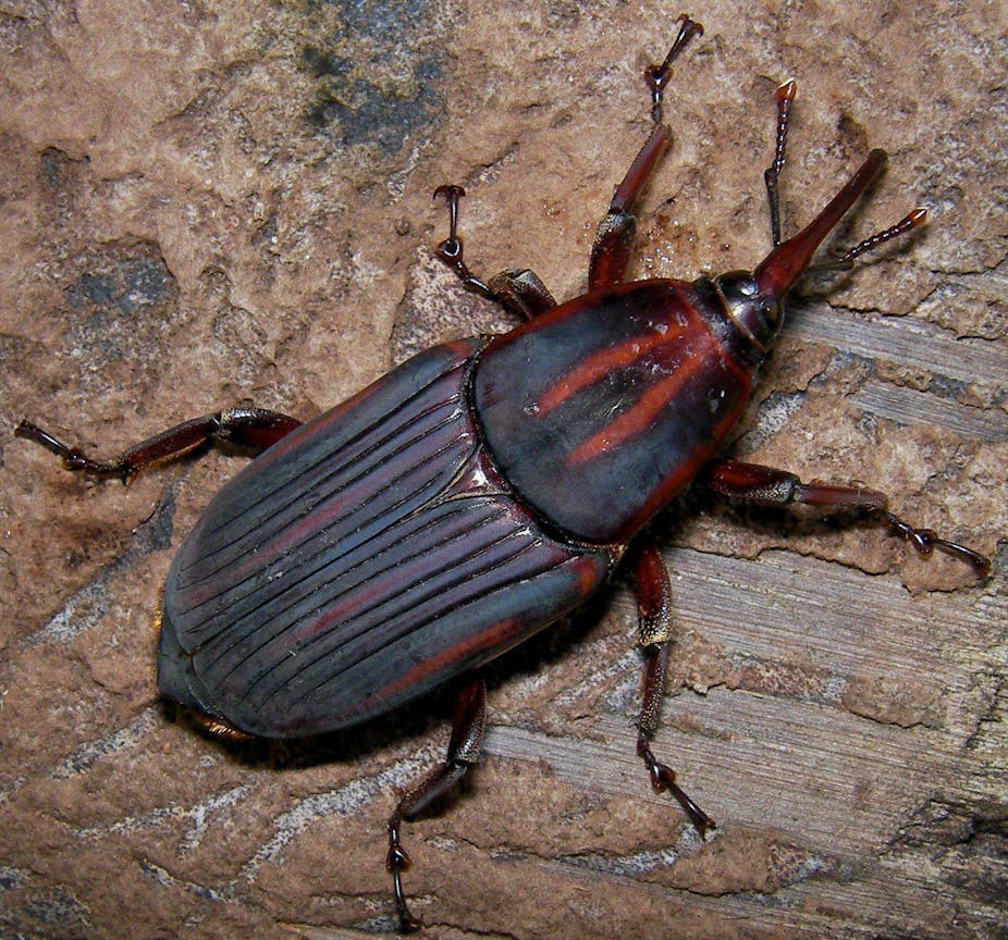 Insects are key for food security in a growing world