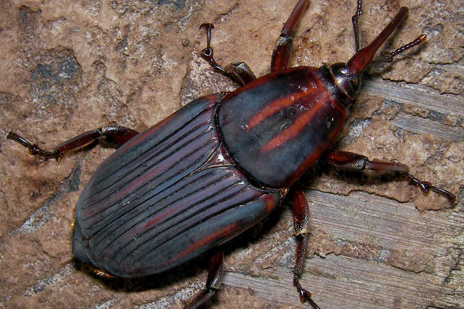 Chipojo Insect Insects are key for food security in a growing world