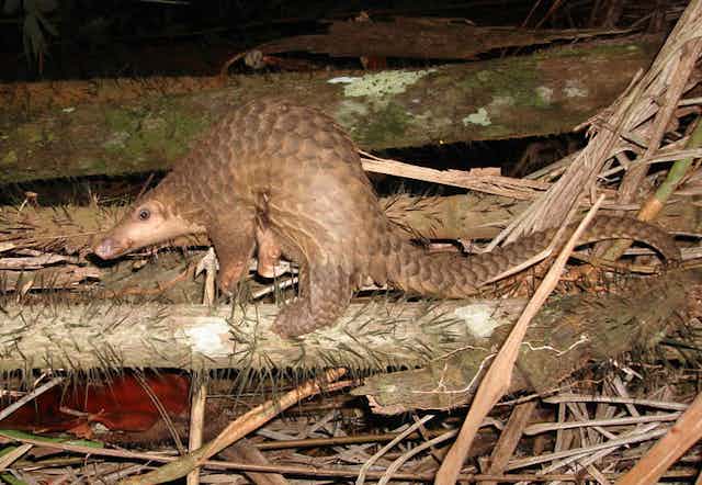 Study shows pangolins may have passed new coronavirus from bats to humans