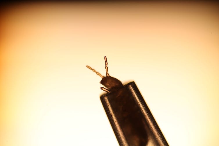Springtails were tested to see how they react to the smell of geosmin.