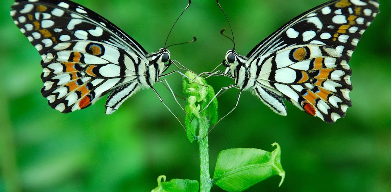 Epigenetics Butterfly Example No Nobel, but epigenetics finally gets the recognition it deserves