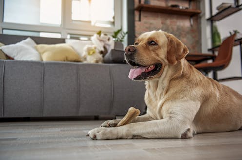 Download Abuse And Abandonment Why Pets Are At Risk During This Pandemic For iPhone Free Get Wallpaper Abuse And Abandonment Why Pets Are At Risk During This Pandemic For Android Free