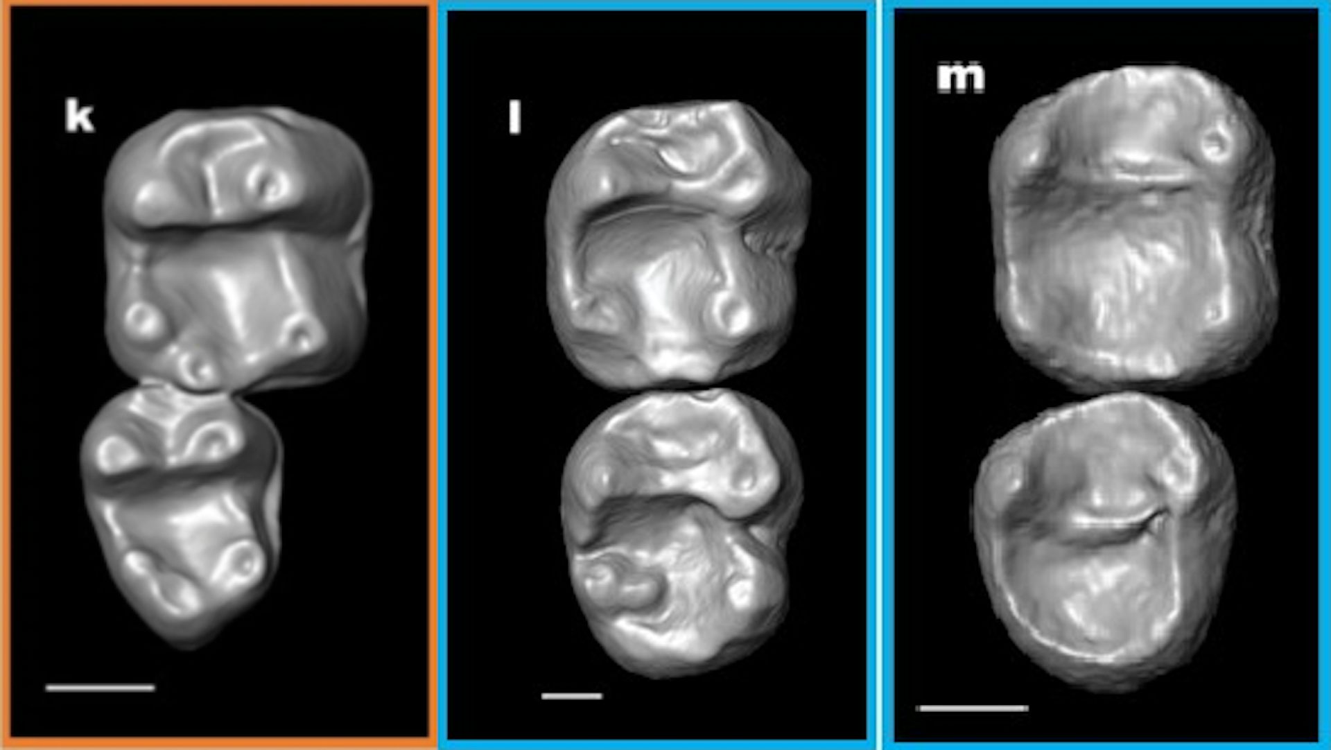 Monkey Teeth Fossils Hint Several Extinct Species Crossed The Atlantic