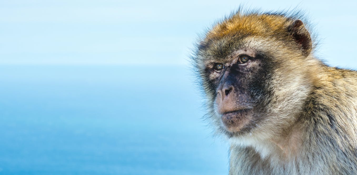 Monkey teeth fossils hint several extinct species crossed the Atlantic