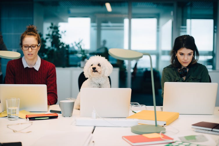 Very good dogs don't necessarily make very good co-workers