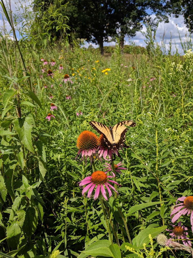 Rain plays a surprising role in making some restored prairies healthier than others