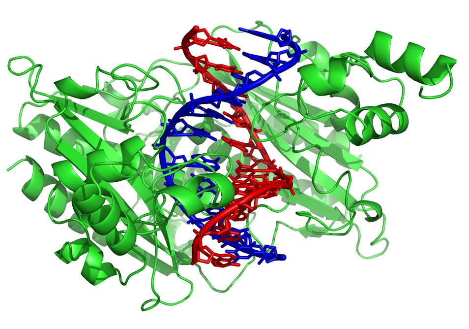 Структура белка и ДНК