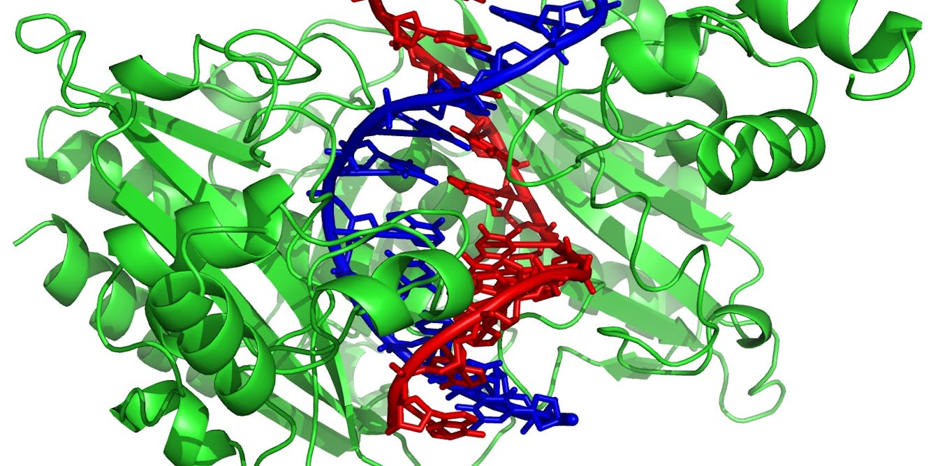 Структура белка и ДНК