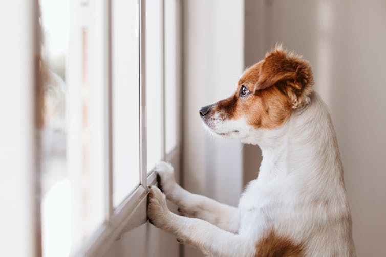 why pets are at risk during this pandemic