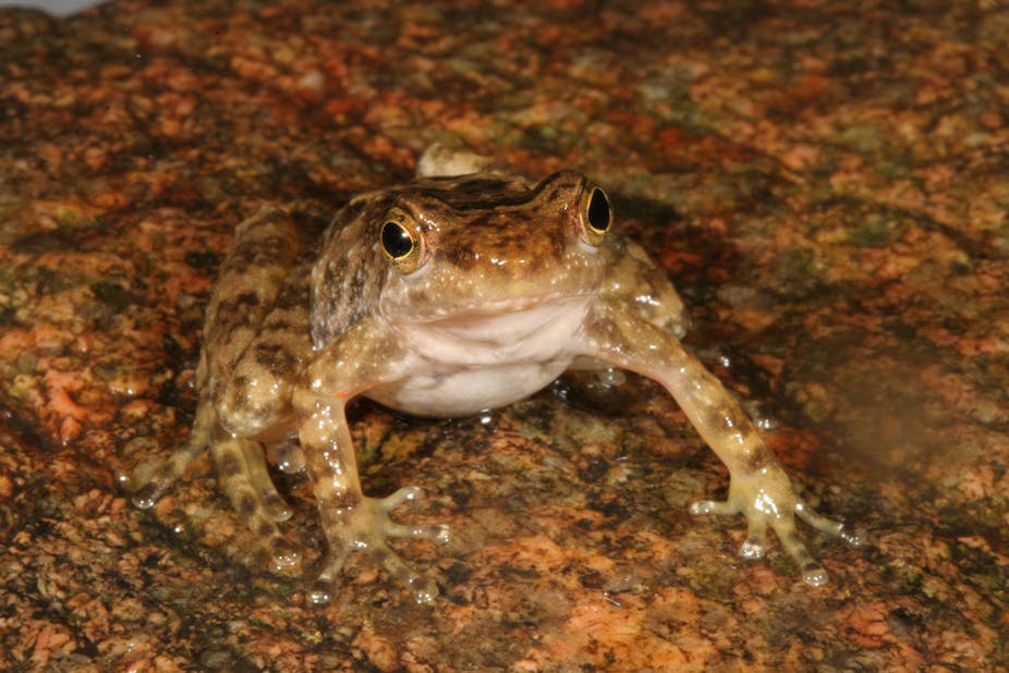 Australian endangered species: Tinker frogs