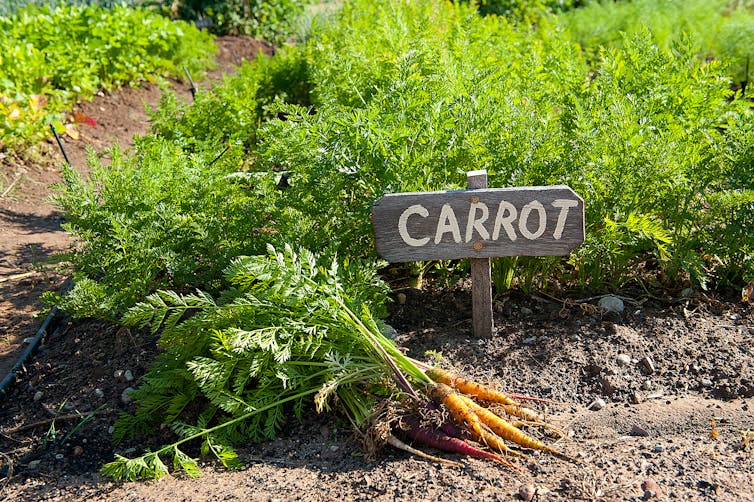 Supermarket shelves stripped bare? History can teach us to 'make do' with food