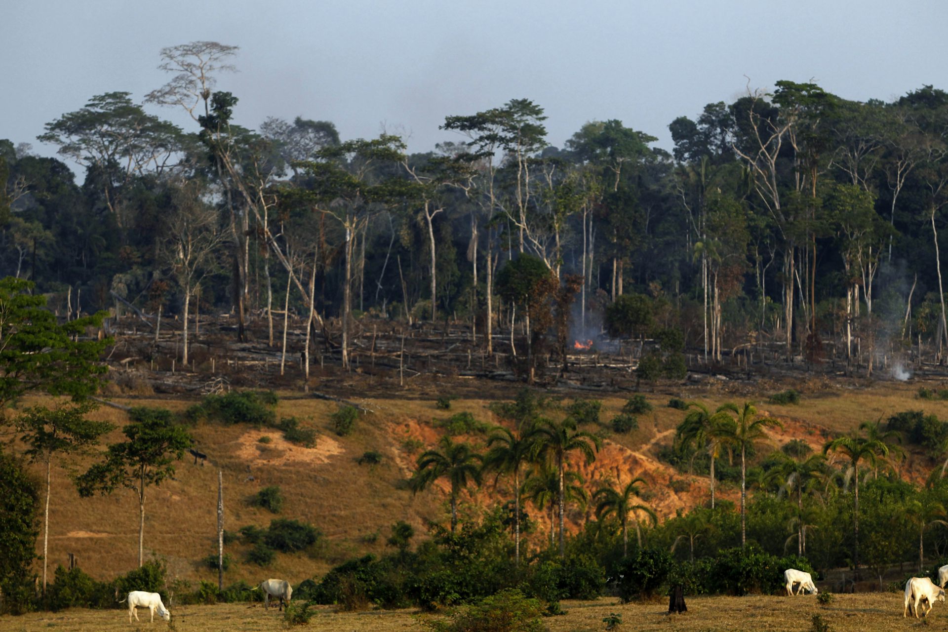 Semakin banyak kita membabat hutan, semakin tinggi risiko muncul penyakit  baru bagi manusia