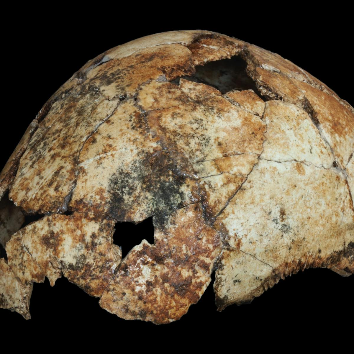 Penemuan Fosil Terkini Homo Erectus Bisa Jadi Sudah Ada 200 000 Tahun Lebih Dahulu