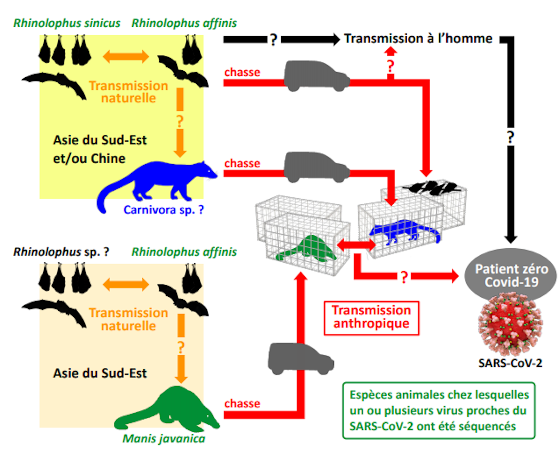 Covid 19 Origine Naturelle Ou Anthropique