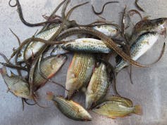 Coastal fish populations didn't crash after the Deepwater Horizon spill – why not?