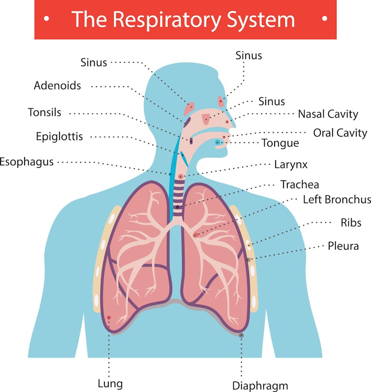 a guide to coughs in the time of coronavirus