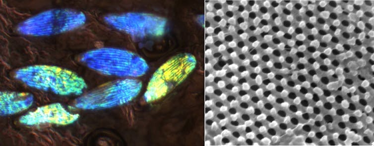 Crystal Infesting How did insects get their colours? Crystal-covered…