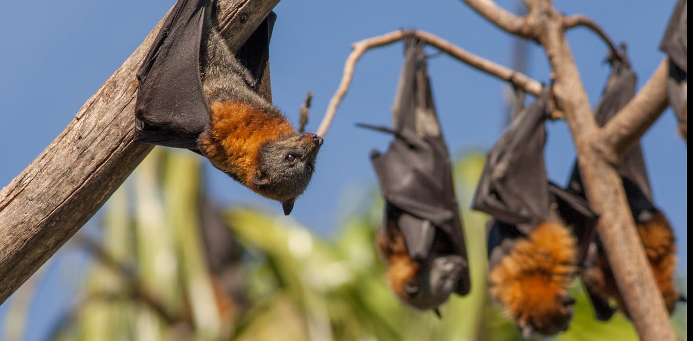 Coronavirus: three misconceptions about how animals transmit diseases