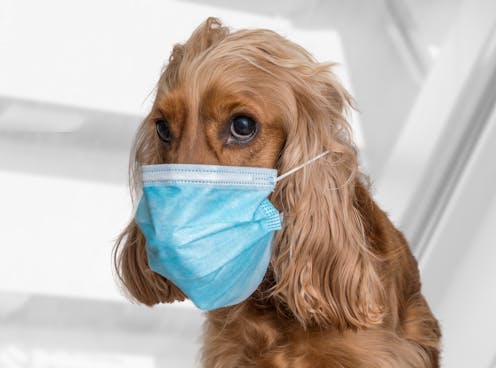 En España hay censados más perros (6,3 millones) que jóvenes menores de 15 años. El 62 % de la población que sobrepasa esa edad tiene uno o más canes o gatos, y hay unos 13 millones de mascotas registradas. Para cada propietario su mascota es única y es lógico que se preocupe cuando lee que perros, gatos y tigres intervienen en la transmisión del coronavirus SARS-CoV-2.