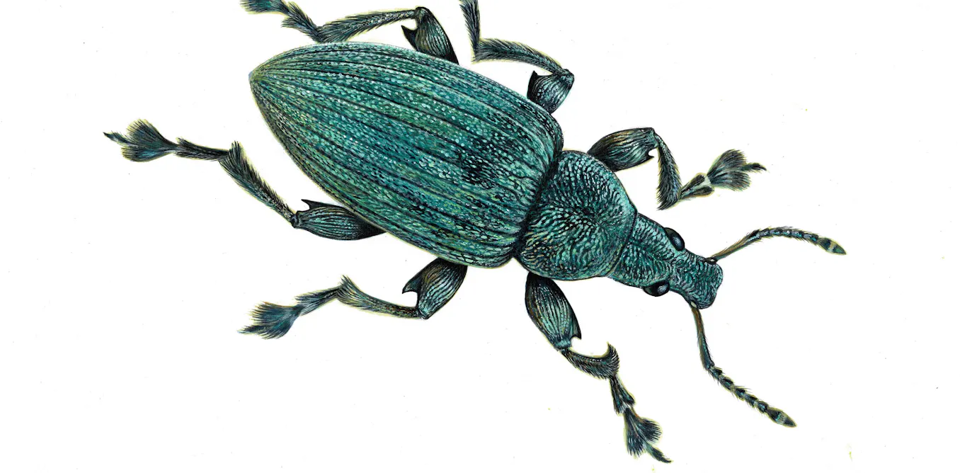 How did insects get their colours? Crystal-covered beetle discovery ...