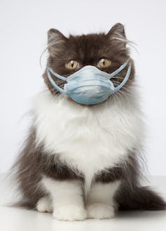 Masks are not necessary for cats, so do not do this to your kitty during the COVID-19 pandemic. 