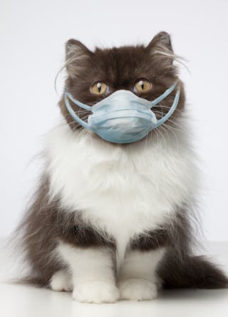 Can Your Pets Get Coronavirus And Can You Catch It From Them Can Your Pets Get Coronavirus And Can You Catch It From Them