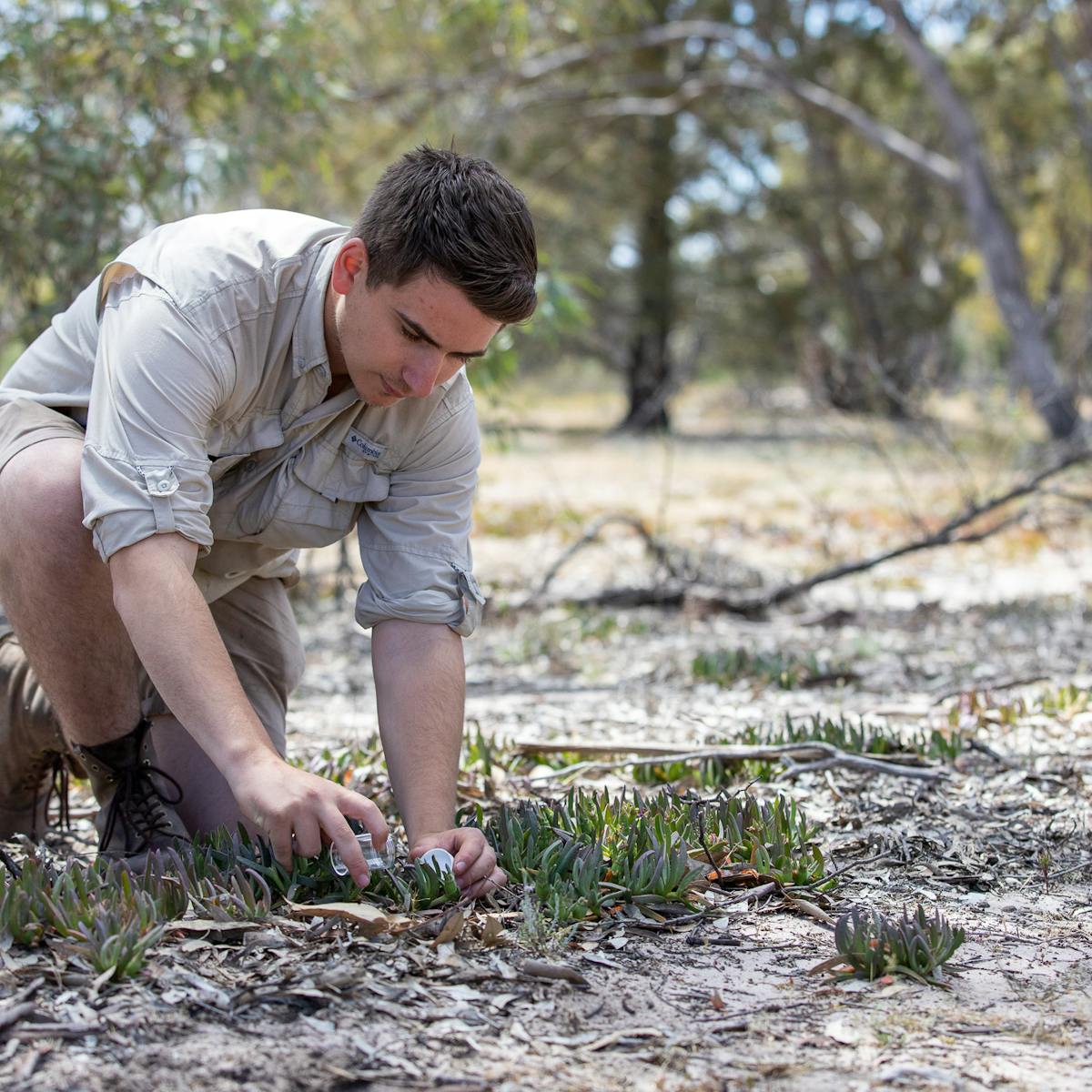 I Travelled Australia Looking For Peacock Spiders And Collected 7 New Species And Named One After The Starry Night Sky