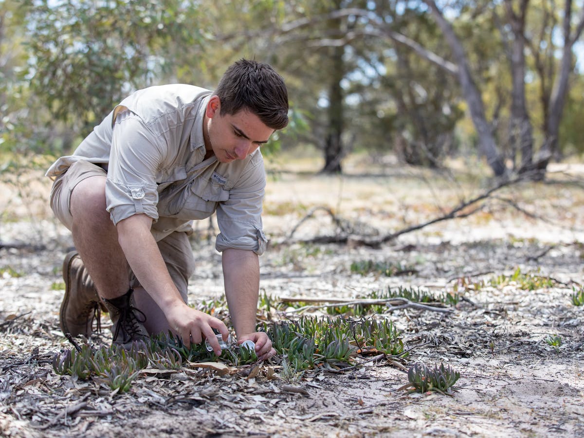 I Travelled Australia Looking For Peacock Spiders And Collected 7 New Species And Named One After The Starry Night Sky