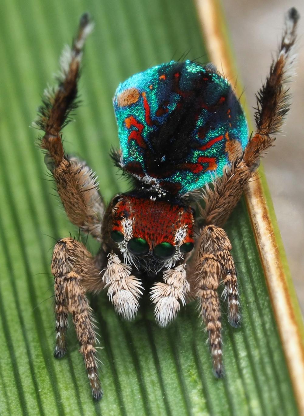 I travelled Australia looking for peacock spiders, and collected 7 new  species (and named one after the starry night sky)