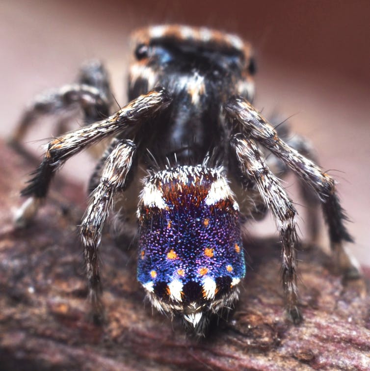 I travelled Australia looking for peacock spiders, and collected 7 new species (and named one after the starry night sky)