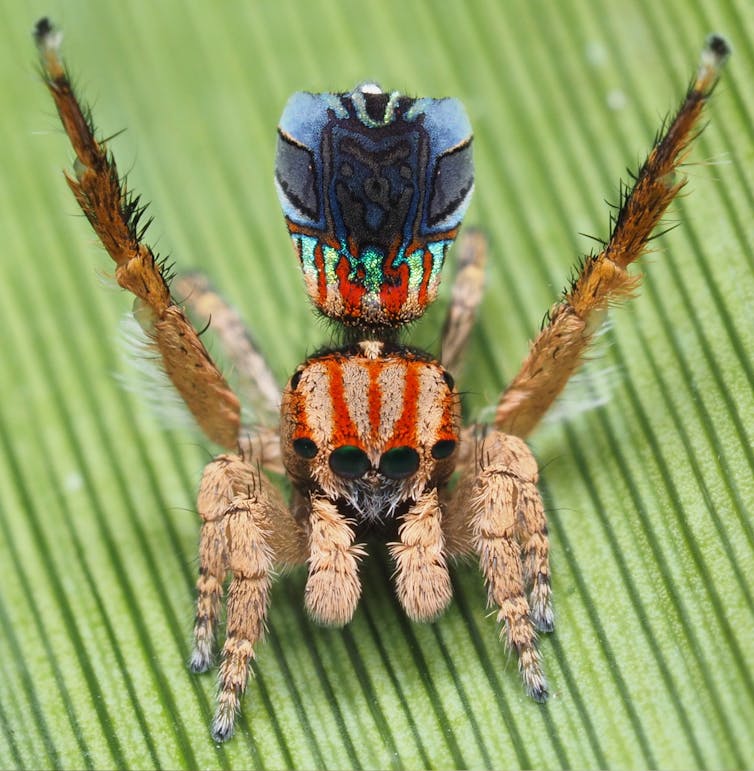 I travelled Australia looking for peacock spiders, and collected 7 new species (and named one after the starry night sky)