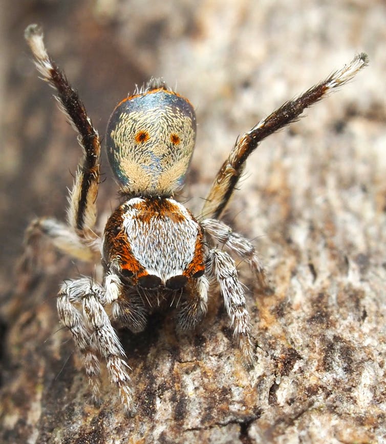 I travelled Australia looking for peacock spiders, and collected 7 new species (and named one after the starry night sky)