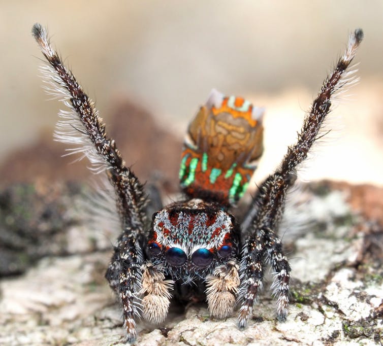 I travelled Australia looking for peacock spiders, and collected 7 new species (and named one after the starry night sky)