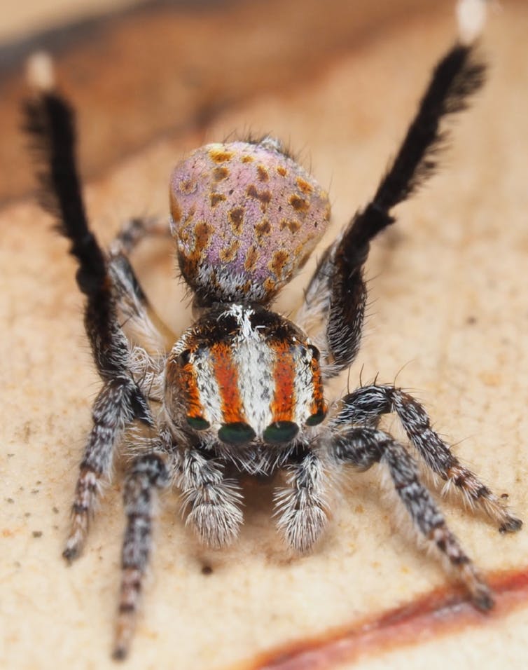 I travelled Australia looking for peacock spiders, and collected 7 new species (and named one after the starry night sky)