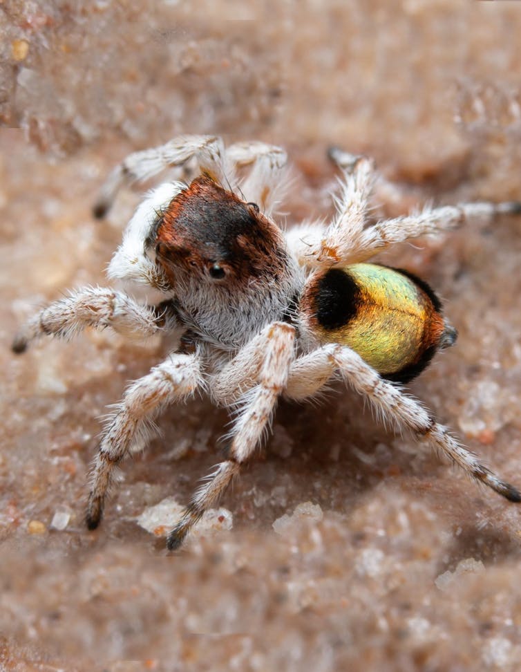 I travelled Australia looking for peacock spiders, and collected 7 new species (and named one after the starry night sky)